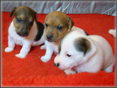 Jack Russell Terrier puppy from Maggie