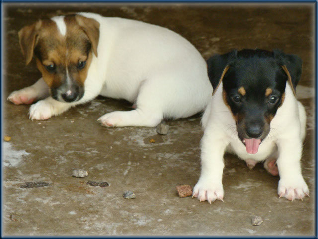 Maggie x Tubs - Jack Russell Terrier puppies