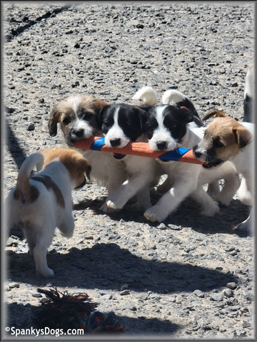 jack russell puppies for sale at Spanky's Dogs