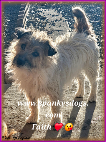 Faith - female Jack Russell Terrier