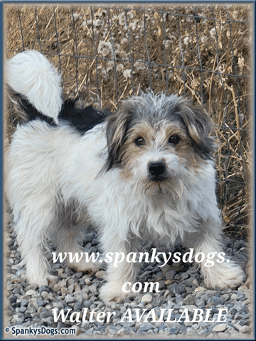 Walter - Jack Russell Terrier stud dog for sale at Spanky's Dogs