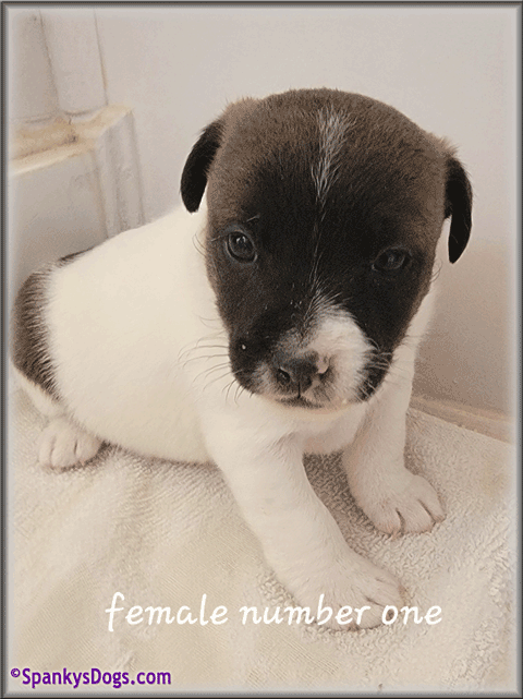 Jack Russell Terrier Puppy for sale - female 1