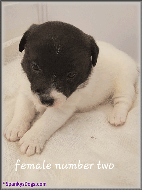 Jack Russell Terrier Puppy for sale - female 2
