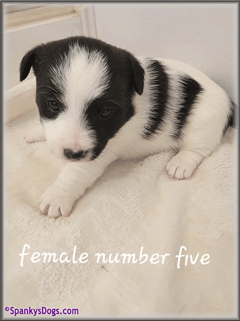 Jack Russell Terrier Puppy for sale - female 5