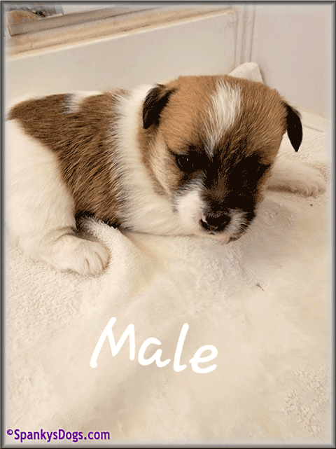 Jack Russell Terrier Puppy for sale - male 1