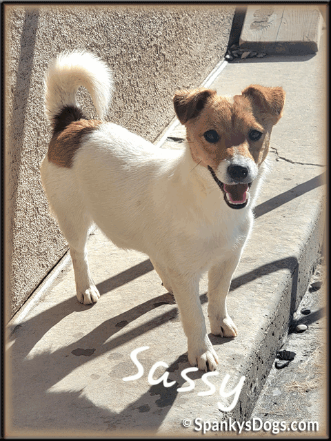 Sassy - upcoming Jack Russell Terrier female for sale at Spankys Dogs
