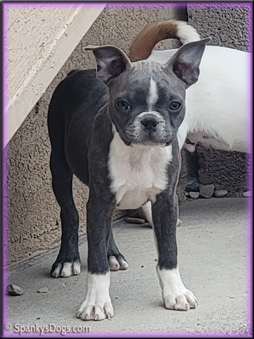 Boston Terrier Female - Hope at Spanky's Dogs