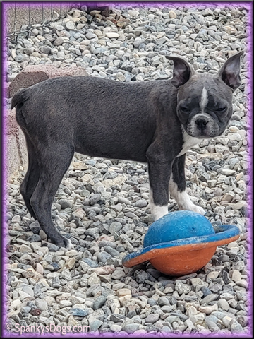Boston Terrier Female Carolina at Spanky's Dogs