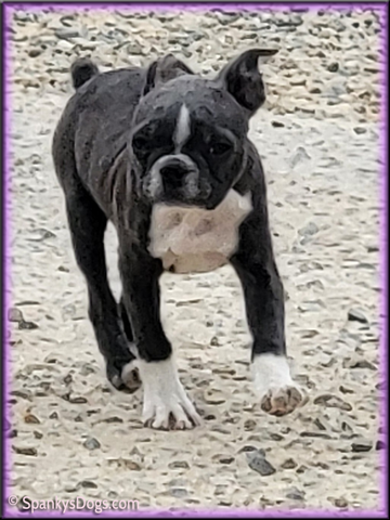 Boston Terrier Female Carolina at Spanky's Dogs
