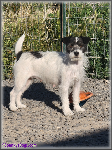 Ava, mom of Jack Russell Terrier Puppies