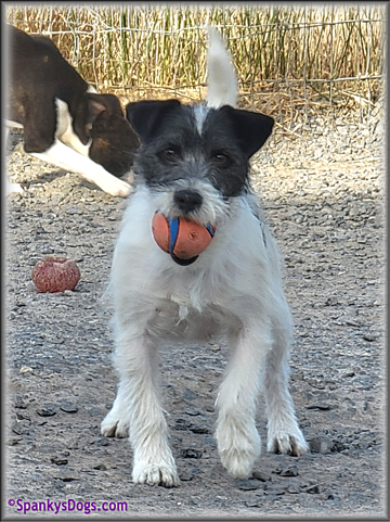 Ava, mom of Jack Russell Terrier Puppies