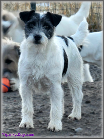 Ava, mom of Jack Russell Terrier Puppies