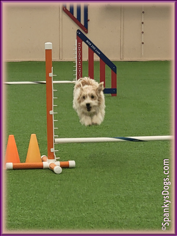 Chloe at agility training in Grand Junction CO