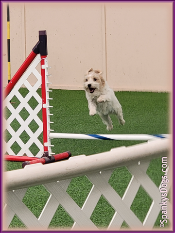 Chloe - agility training with Geoff Teare in Grand Junction CO