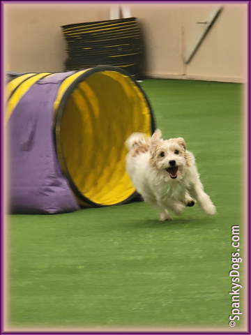 Chloe at K9 Power Sports agility training in Grand Junction CO