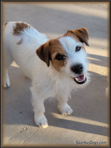 Gabriel - Jack Russell Terrier stud dog for sale  at Spanky's Dogs
