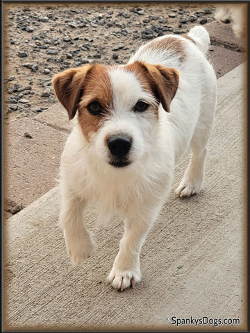 Gabriel - Jack Russell Terrier stud dog for sale at Spanky's Dogs