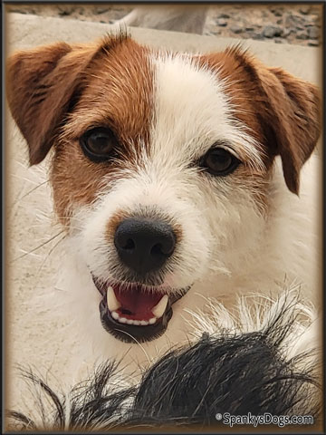 Gabriel - Jack Russell Terrier stud dog for sale at Spanky's Dogs