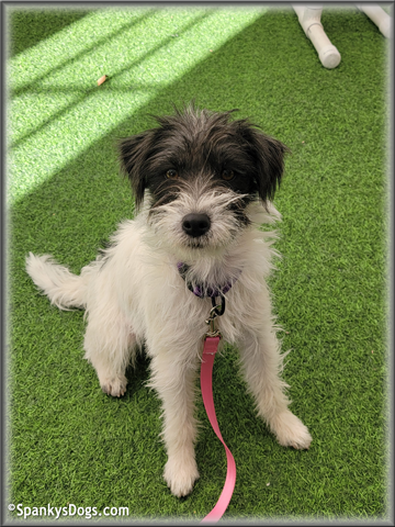 Milli - upcoming Jack Russell Terrier female at Spankys Dogs