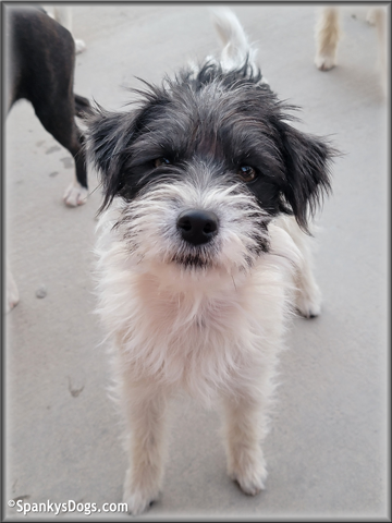 Milli - upcoming Jack Russell Terrier female at Spankys Dogs