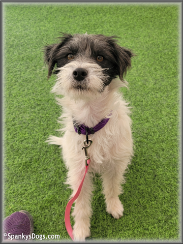 Milli - upcoming Jack Russell Terrier female at Spankys Dogs