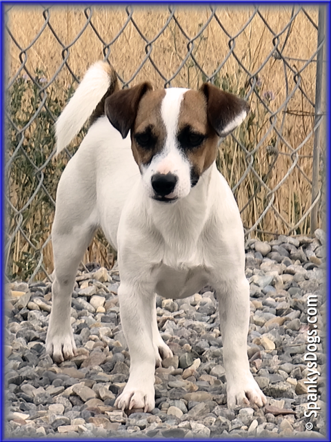 Noah - up and coming Jack Russell Terrier stud dog at Spanky's Dogs