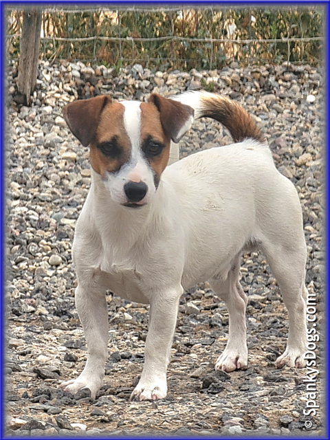 Noah - up and coming Jack Russell Terrier stud dog at Spanky's Dogs