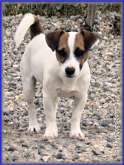 Noah - up and coming Jack Russell Terrier stud dog at Spanky's Dogs