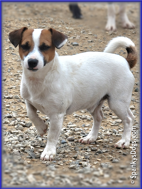 Noah - up and coming Jack Russell Terrier stud dog at Spanky's Dogs