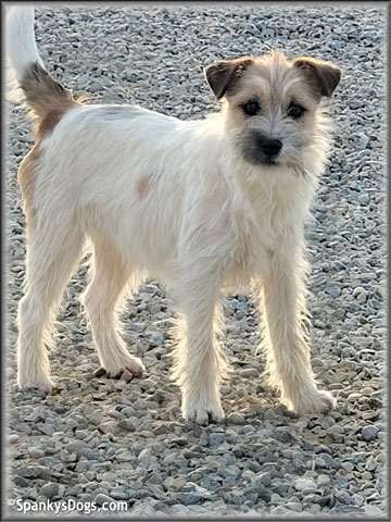 Sara - upcoming Jack Russell Terrier female at Spankys Dogs