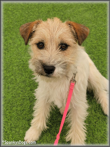 Sara - upcoming Jack Russell Terrier female at Spankys Dogs