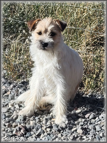Sara - upcoming Jack Russell Terrier female at Spankys Dogs