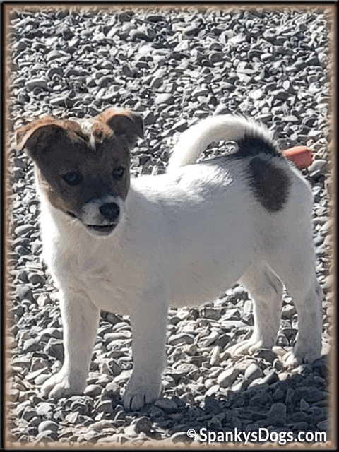 Sassy - upcoming Jack Russell Terrier female at Spankys Dogs