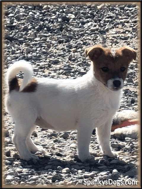 Sassy - upcoming Jack Russell Terrier female at Spankys Dogs