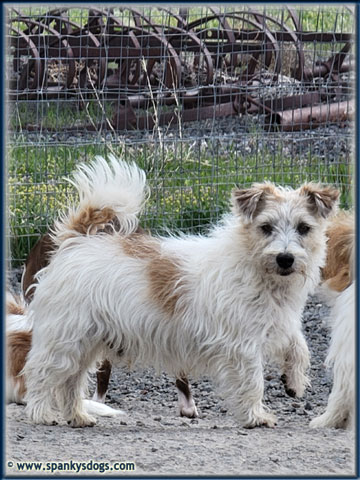Sterling, Jack Russell Terrier stud dog at Spanky's Dogs