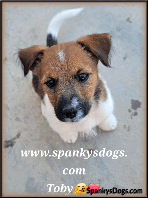 Toby - up and coming Jack Russell Terrier stud dog at Spanky's Dogs
