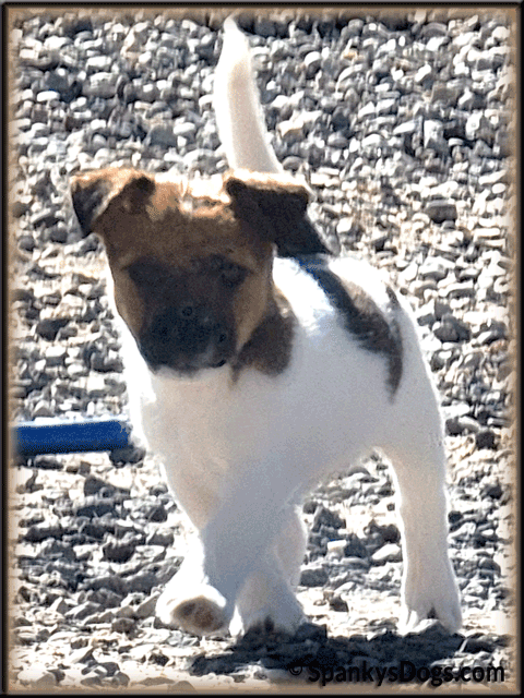 Toby - up and coming Jack Russell Terrier stud dog at Spanky's Dogs