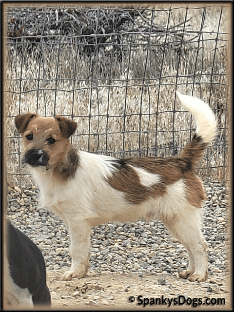 Toby - up and coming Jack Russell Terrier stud dog at Spanky's Dogs