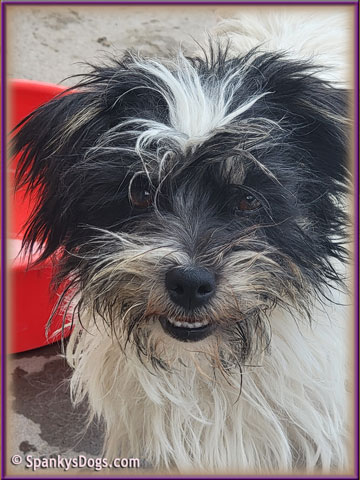 Ziva - upcoming Jack Russell Terrier female at Spankys Dogs