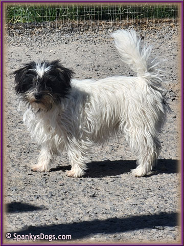 Ziva - upcoming Jack Russell Terrier female at Spankys Dogs