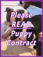 Boston Terrier Puppies contract