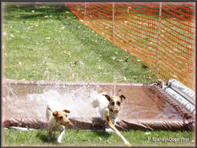Spanky's Jack Russell Terrier Tales in Colorado