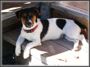 Gracie, Jack Russell Terrier Puppy mom