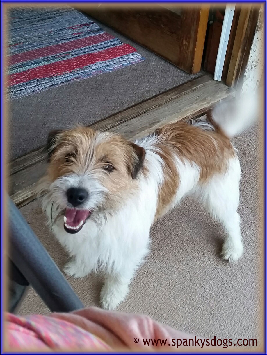 Gus, Jack Russell male