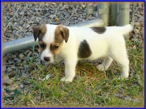 Jack Russell Terrier Puppies for sale